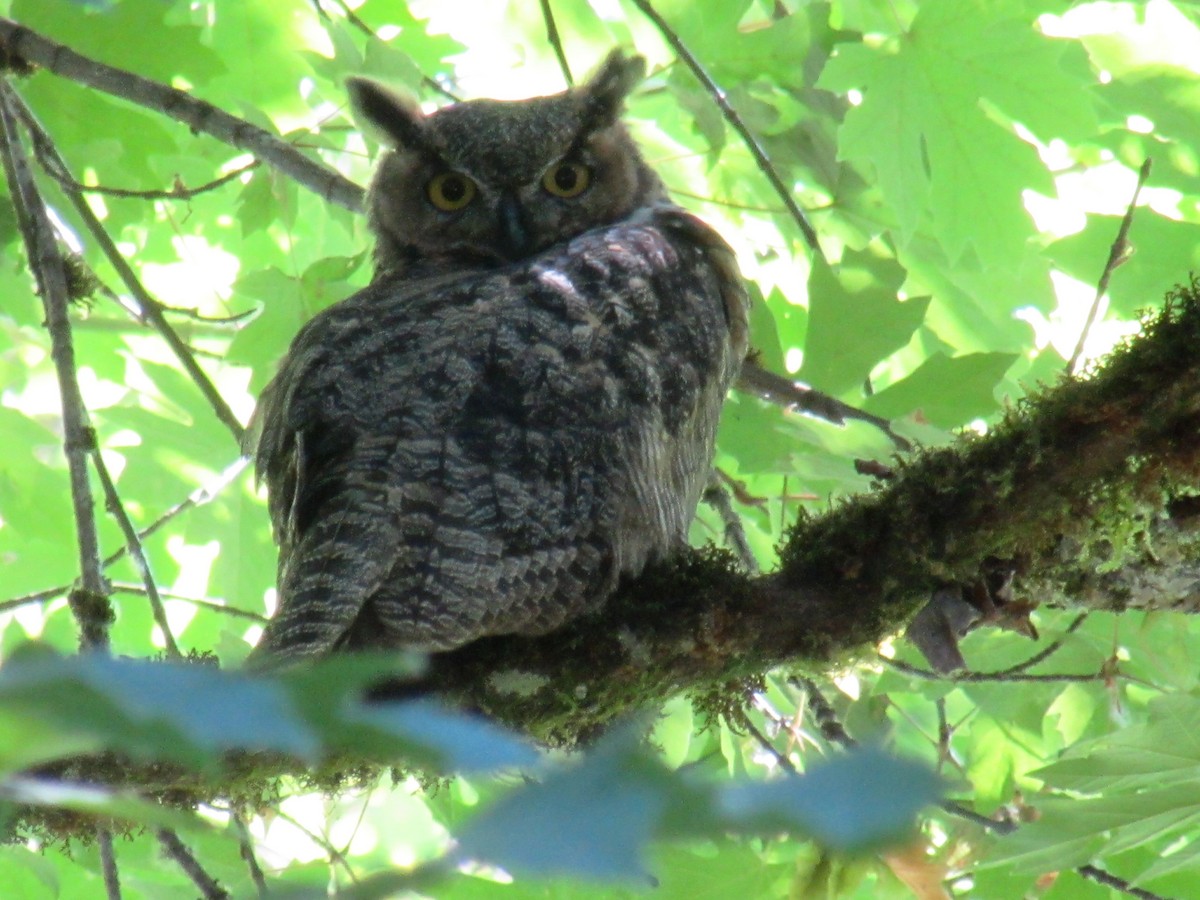 Great Horned Owl - ML638955381