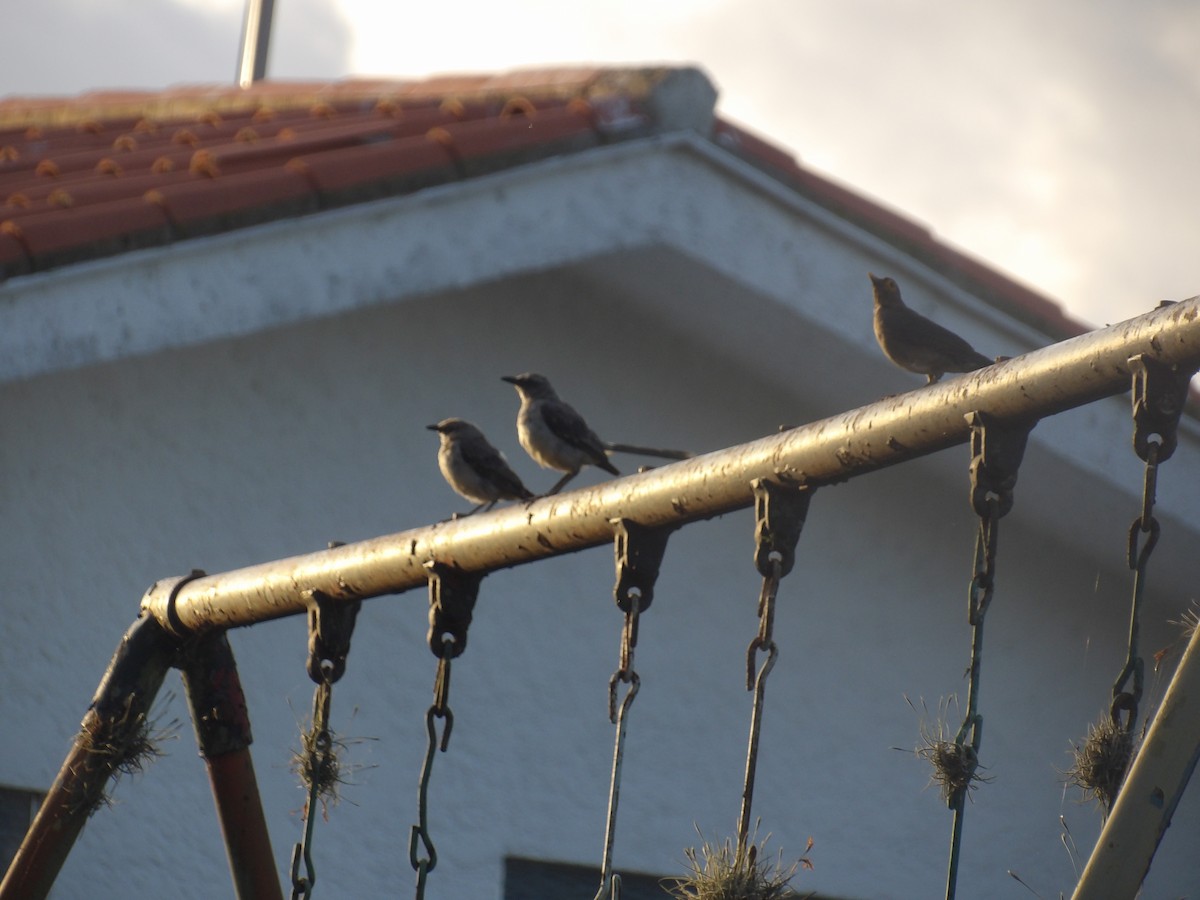 Tropical Mockingbird (Southern) - ML638955382