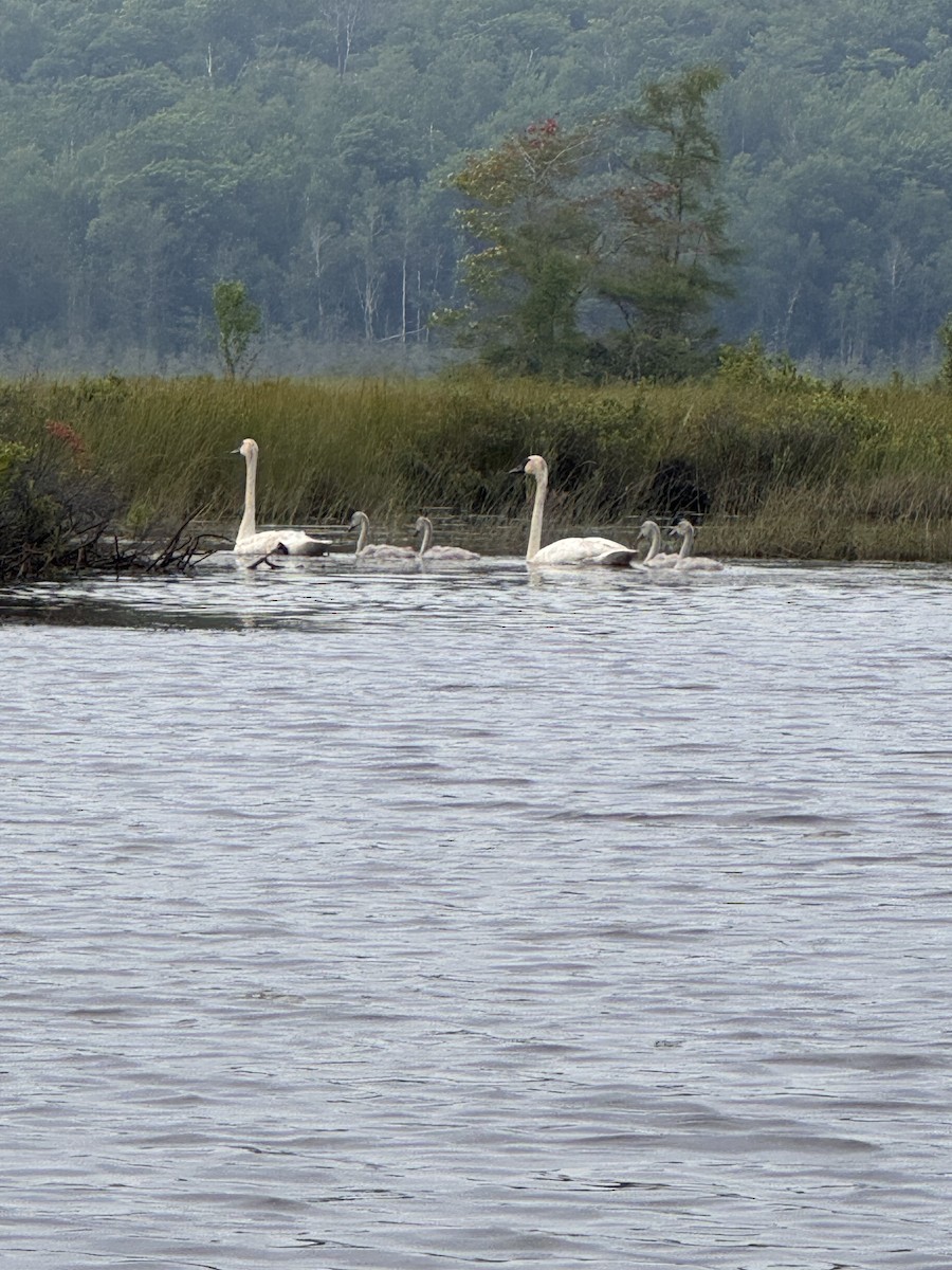 Trumpeter Swan - ML638955386