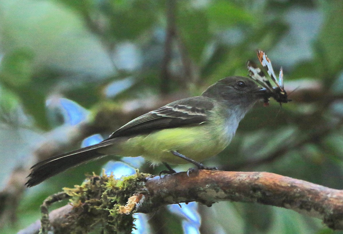 Pale-edged Flycatcher - ML638955387