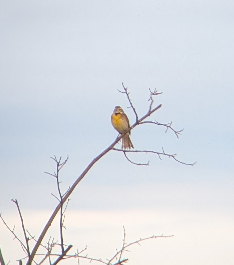 Dickcissel - ML638955388