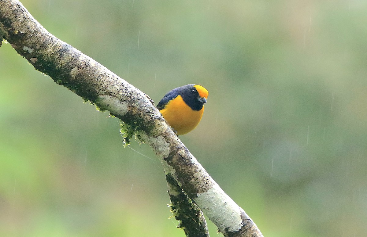 Orange-bellied Euphonia - ML638955392
