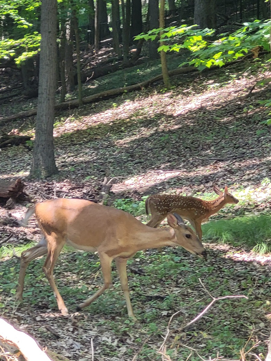 Animals - ML638955393