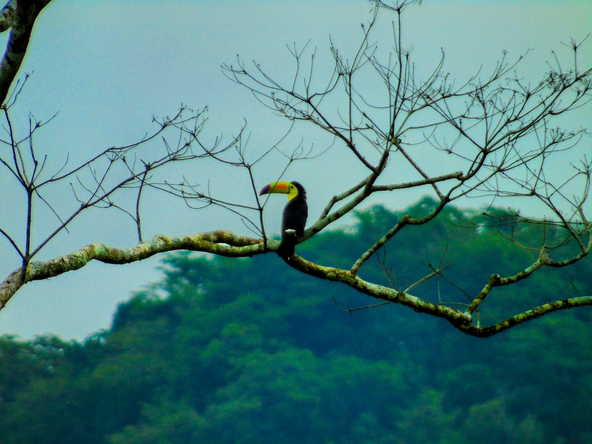 Keel-billed Toucan - ML638955394