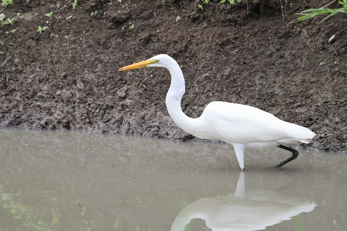 Great Egret - ML638955401
