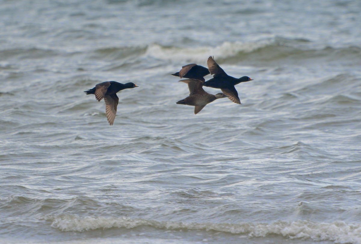 Common Scoter - ML638955402