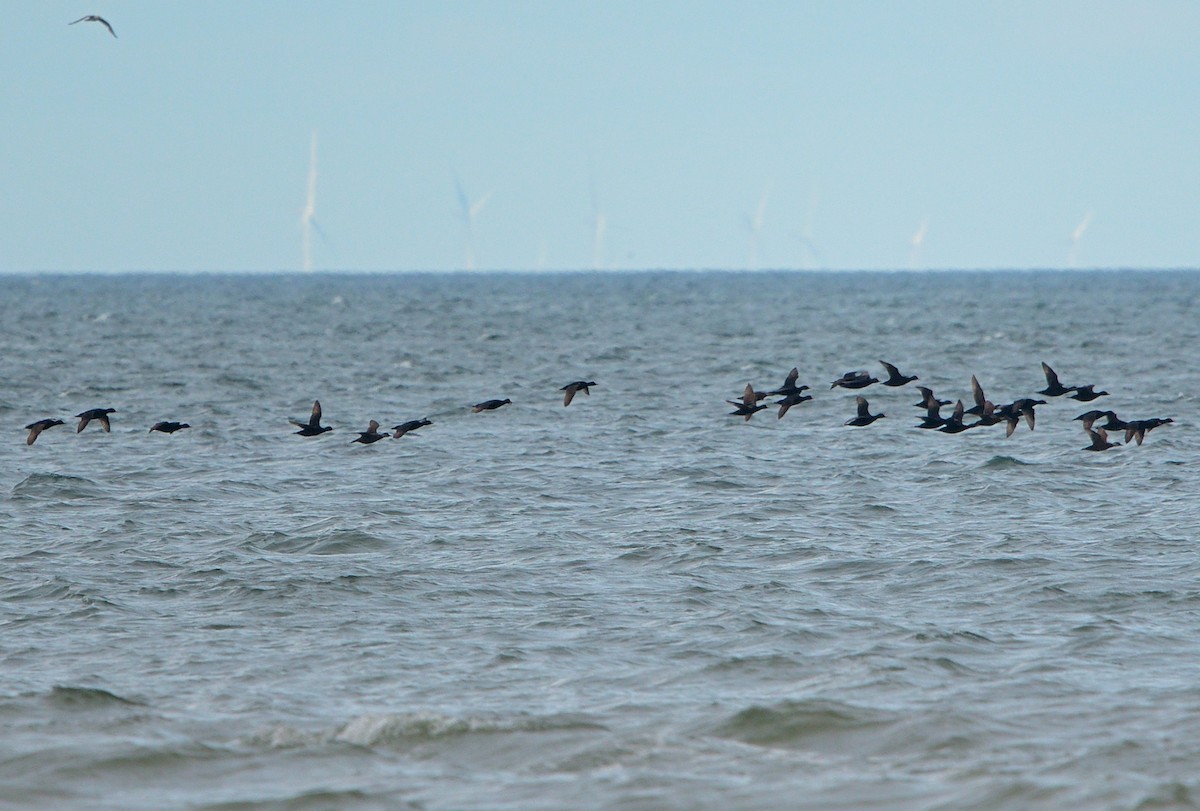 Common Scoter - ML638955403