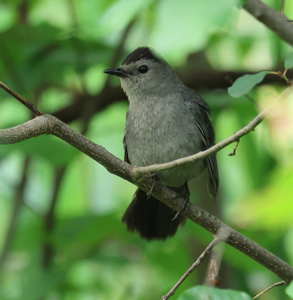 Gray Catbird - ML638955404
