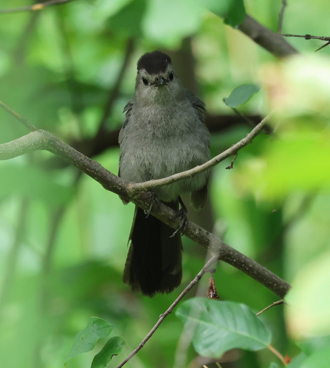 Gray Catbird - ML638955409