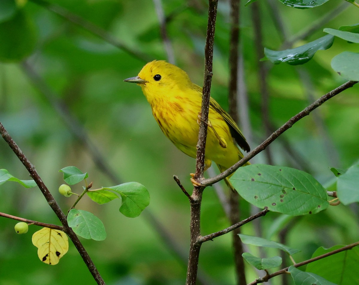 Yellow Warbler - ML638955414