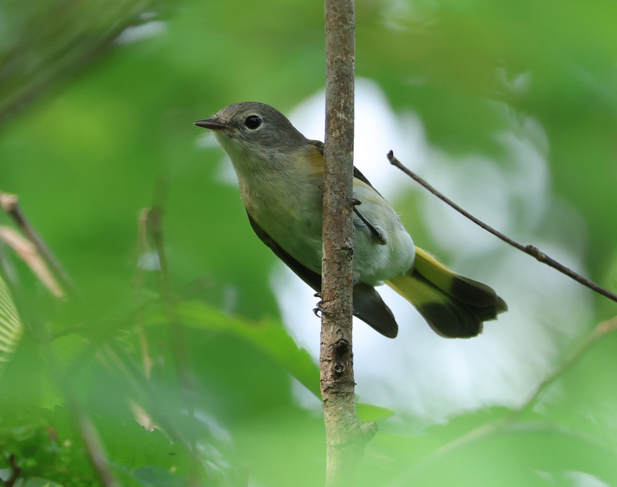 American Redstart - ML638955415