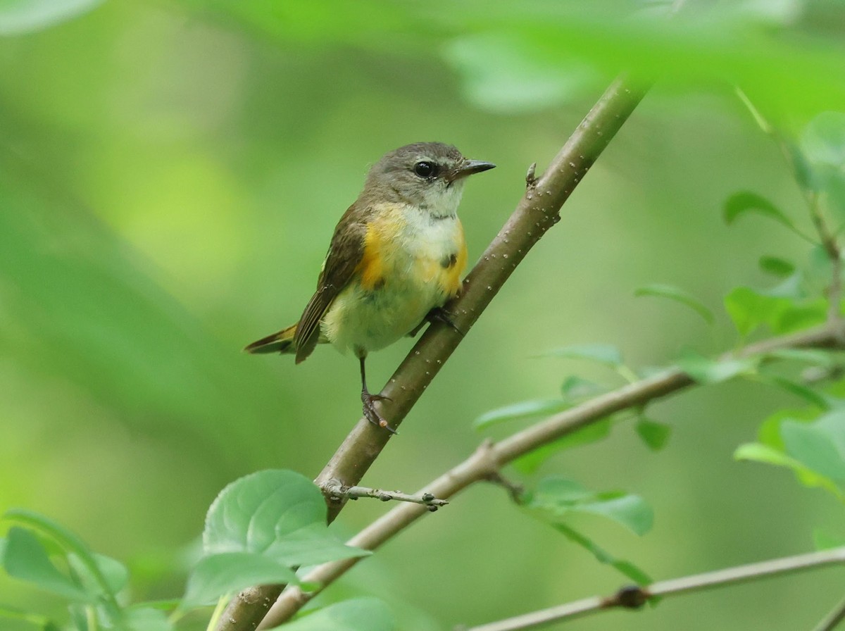 American Redstart - ML638955416