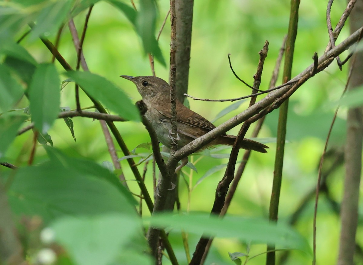 Northern House Wren - ML638955417