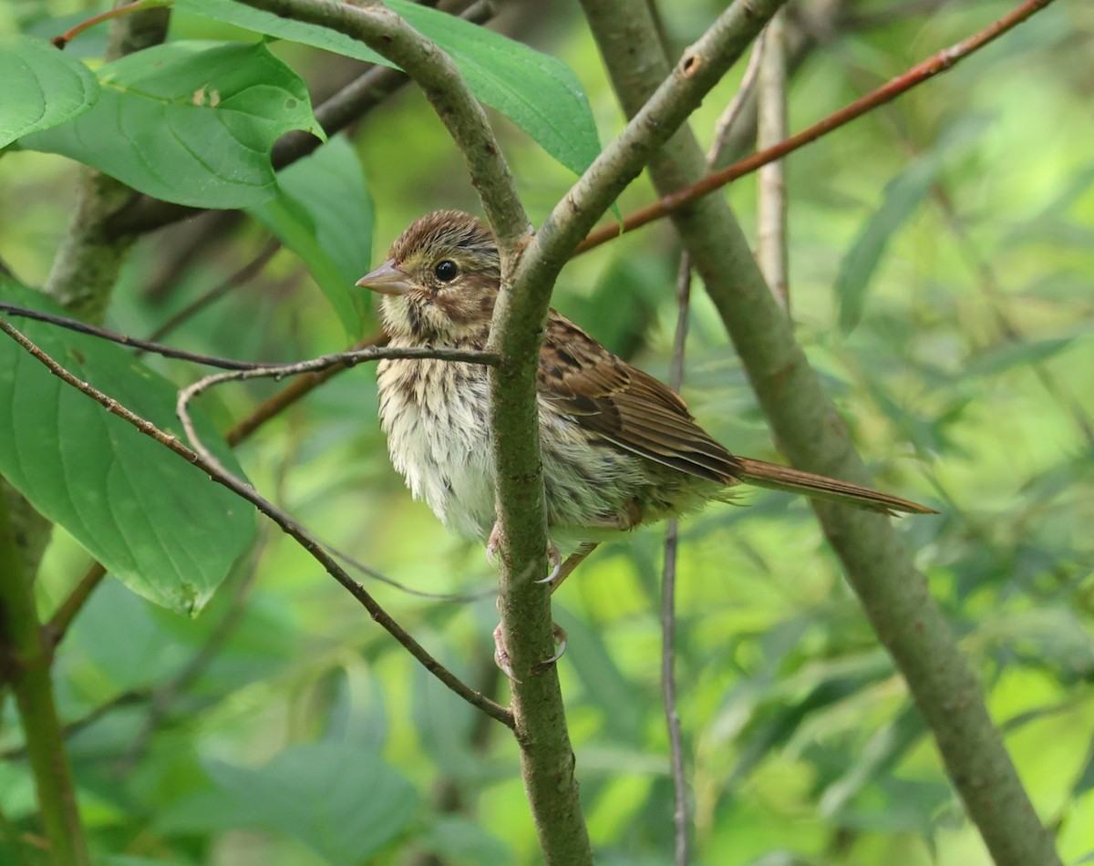 Song Sparrow - ML638955418