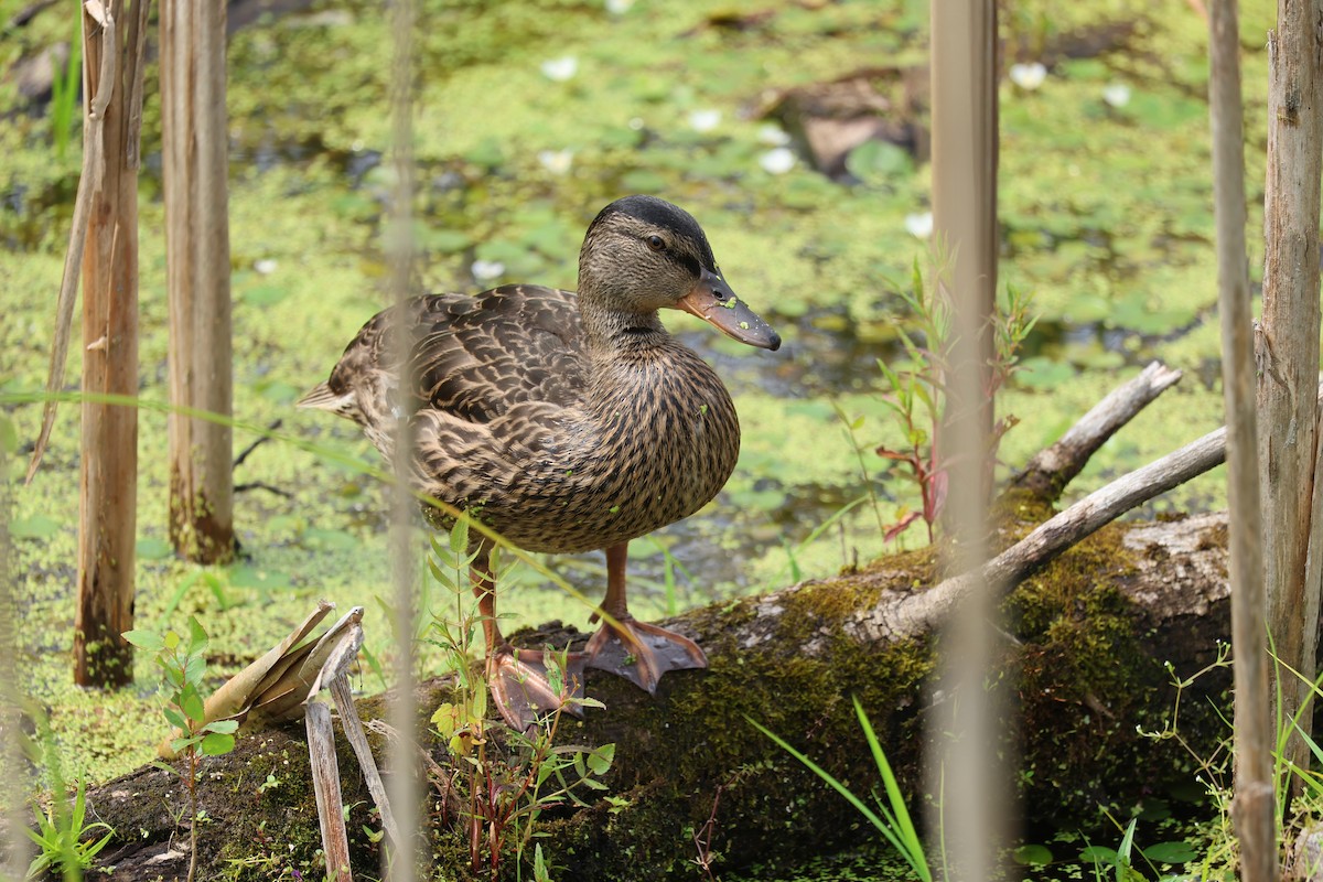 Mallard - ML638955426