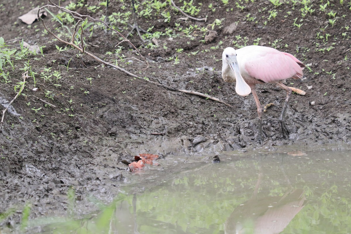 Roseate Spoonbill - ML638955440