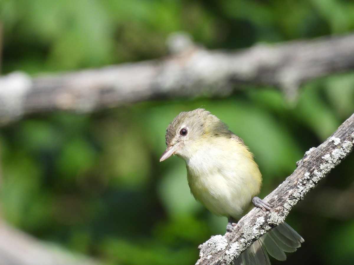krattvireo - ML638955448