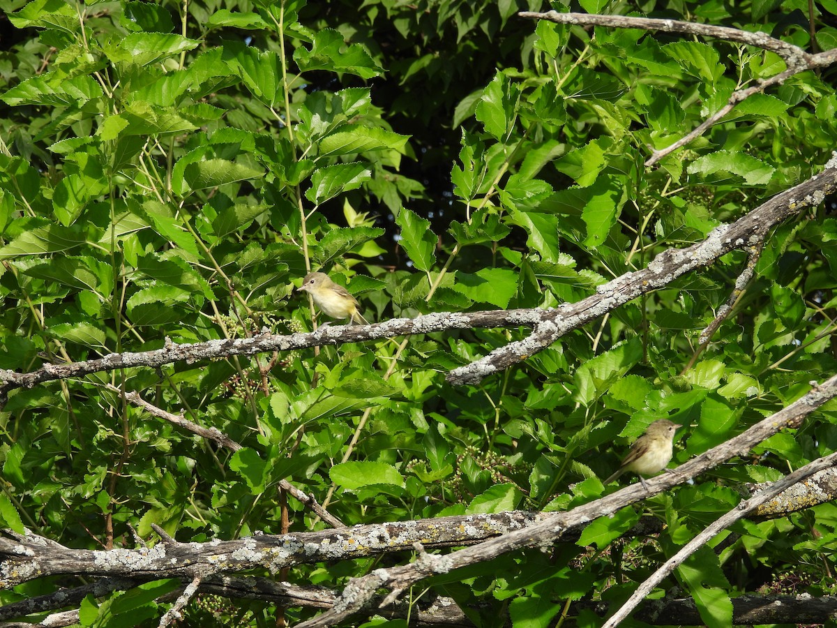 krattvireo - ML638955450