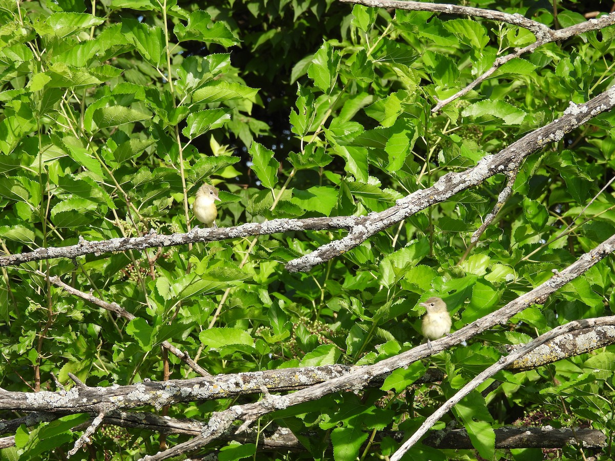 krattvireo - ML638955451