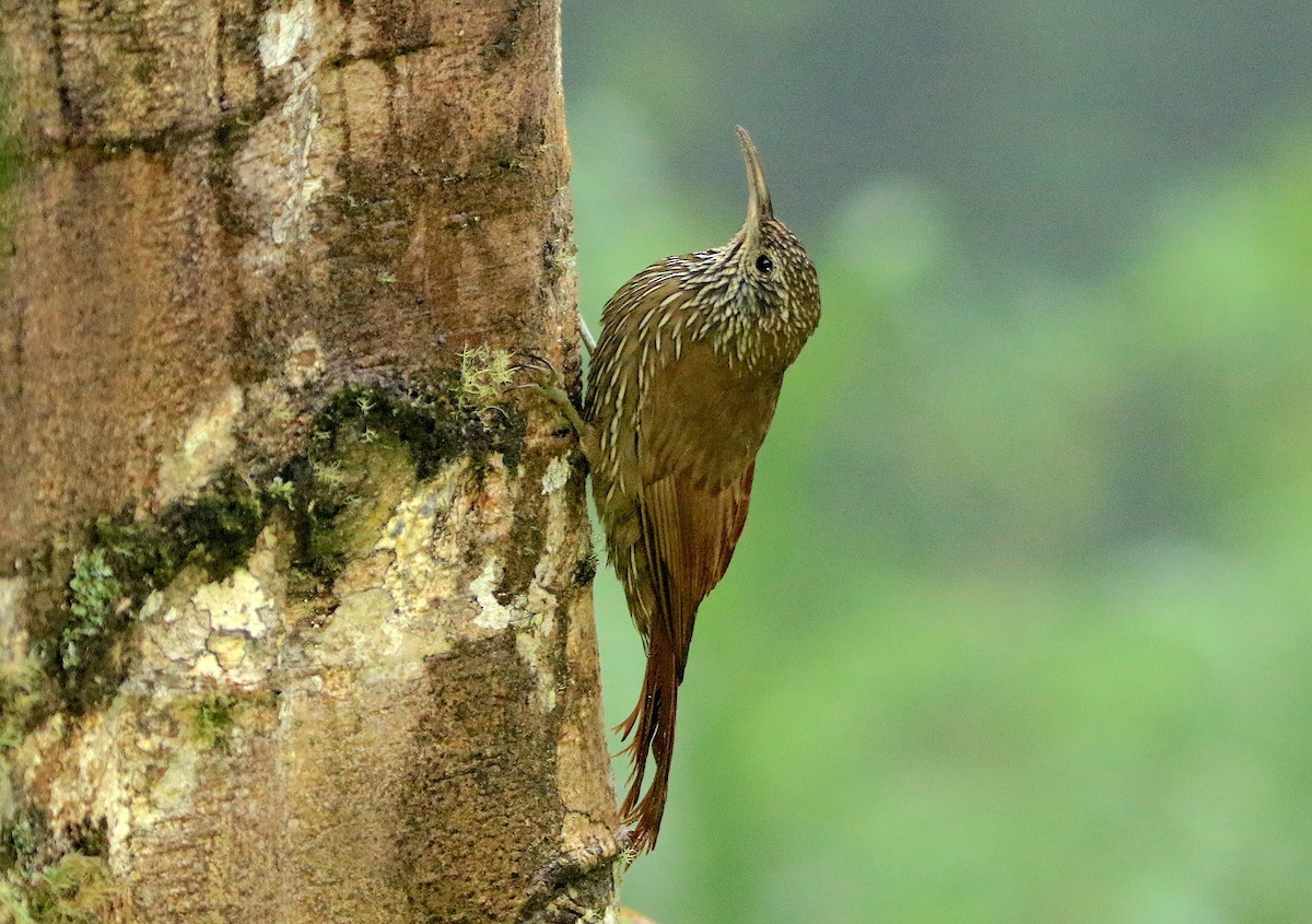 Montane Woodcreeper - ML638955482