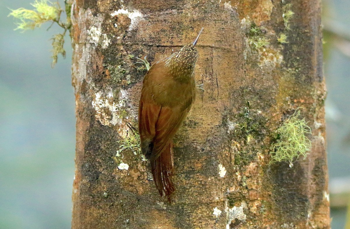 Montane Woodcreeper - ML638955485