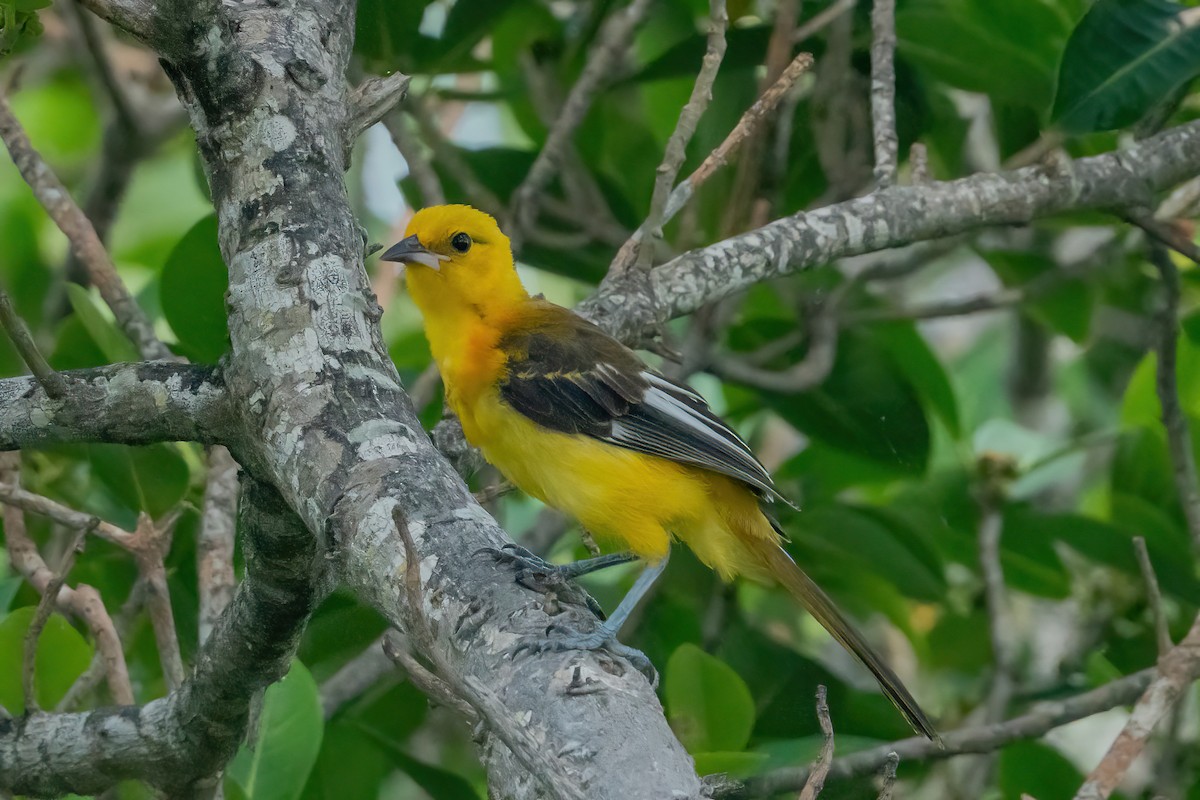 Spot-breasted Oriole - ML638955508