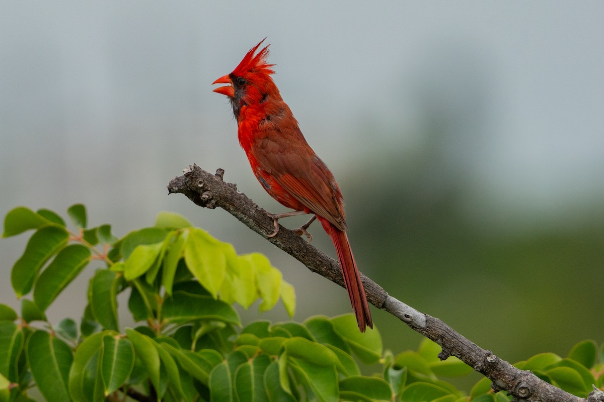 Cardinal rouge - ML638955514