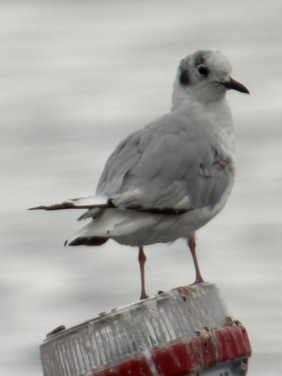 Bonaparte's Gull - ML638955515