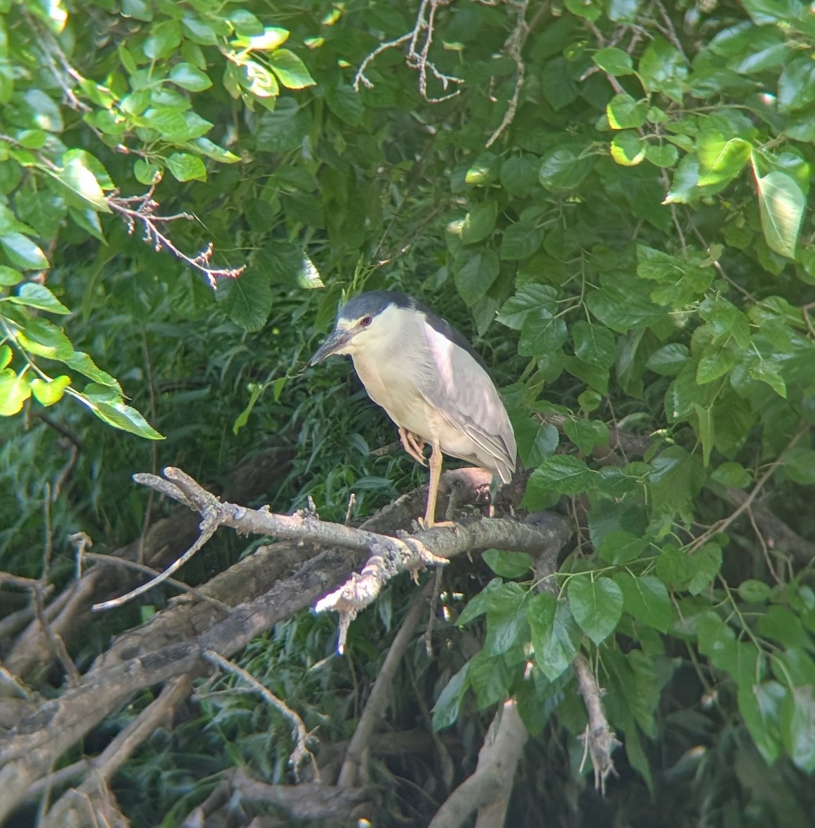 Black-crowned Night Heron - ML638955536