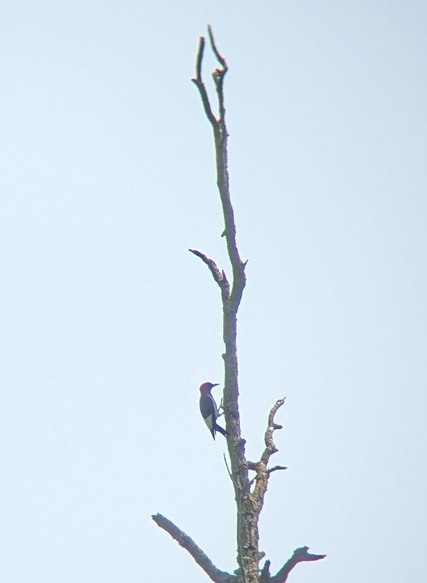 Red-headed Woodpecker - ML638955540