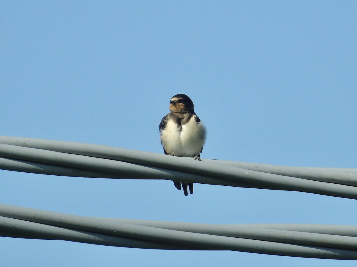 Golondrina Común - ML638955578