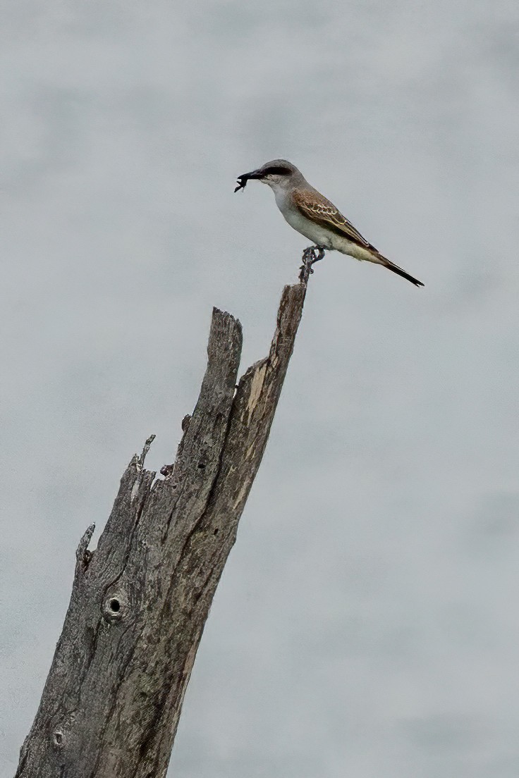 Gray Kingbird - ML638955592