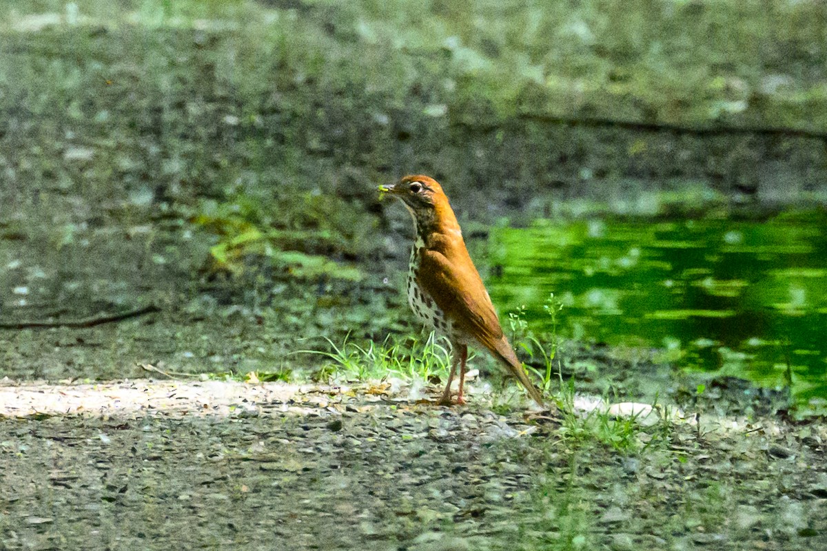 Wood Thrush - ML638955619