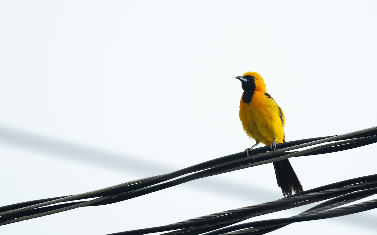 Hooded Oriole (igneus) - ML638955621