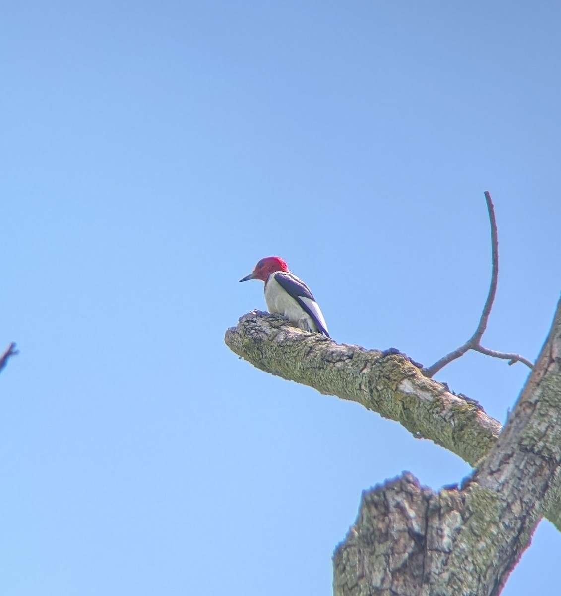 Red-headed Woodpecker - ML638955631