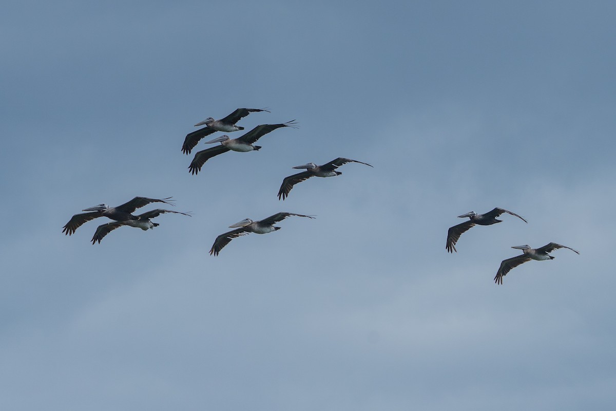 Pelikano arrea - ML638955632