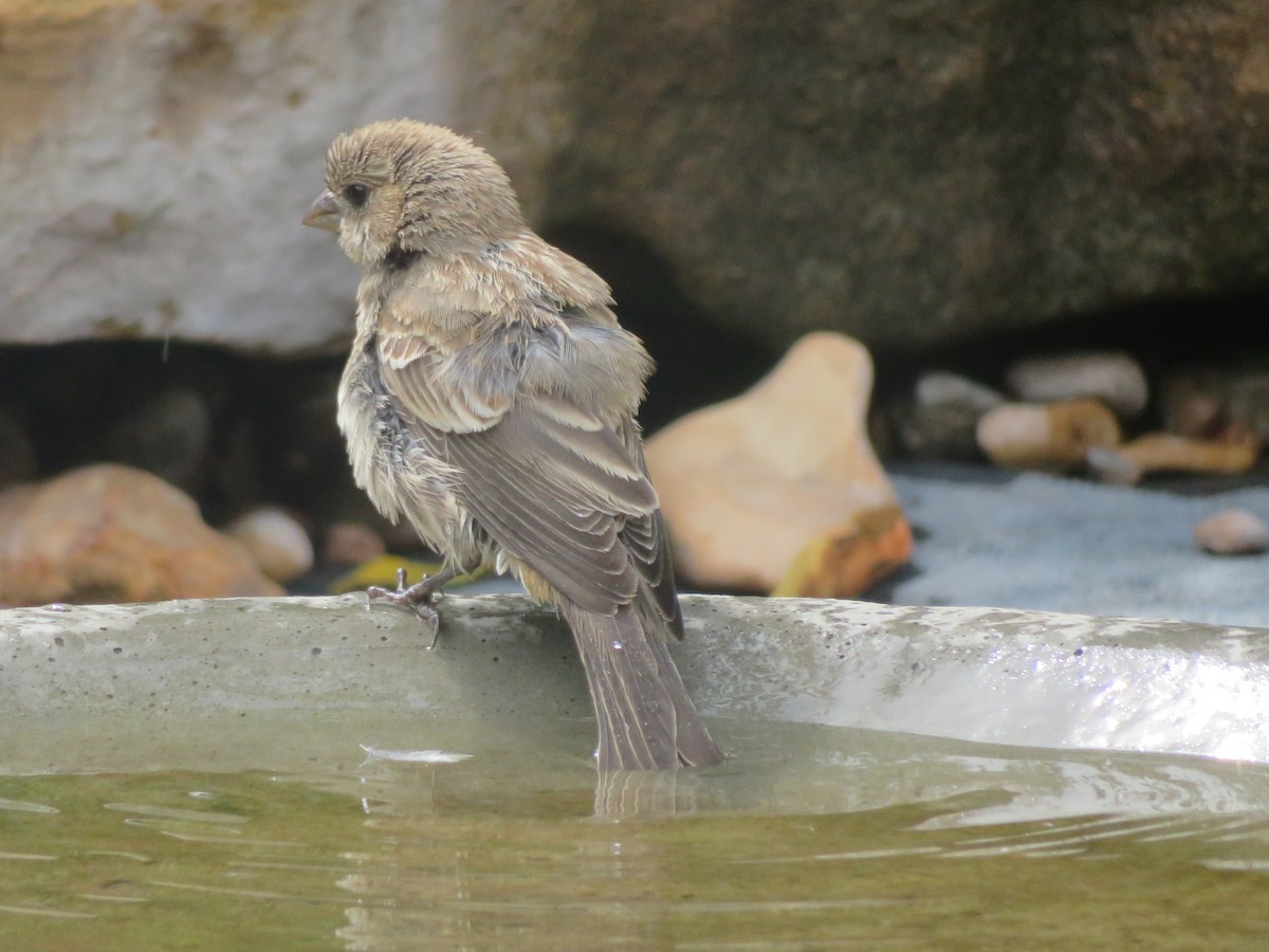 House Finch - ML638955673