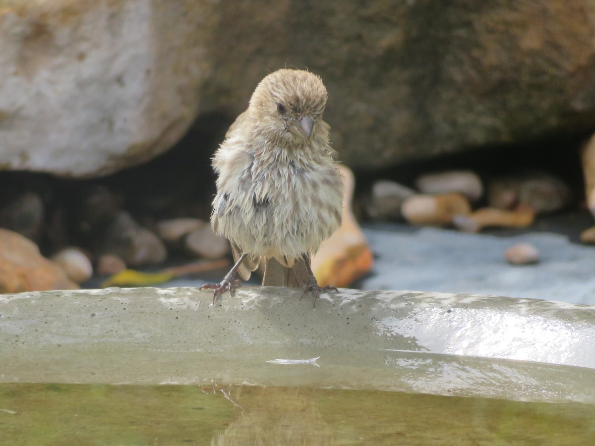 House Finch - ML638955685