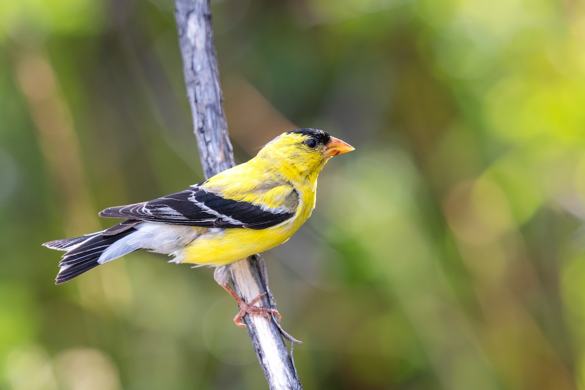 Goldzeisig - ML638955708