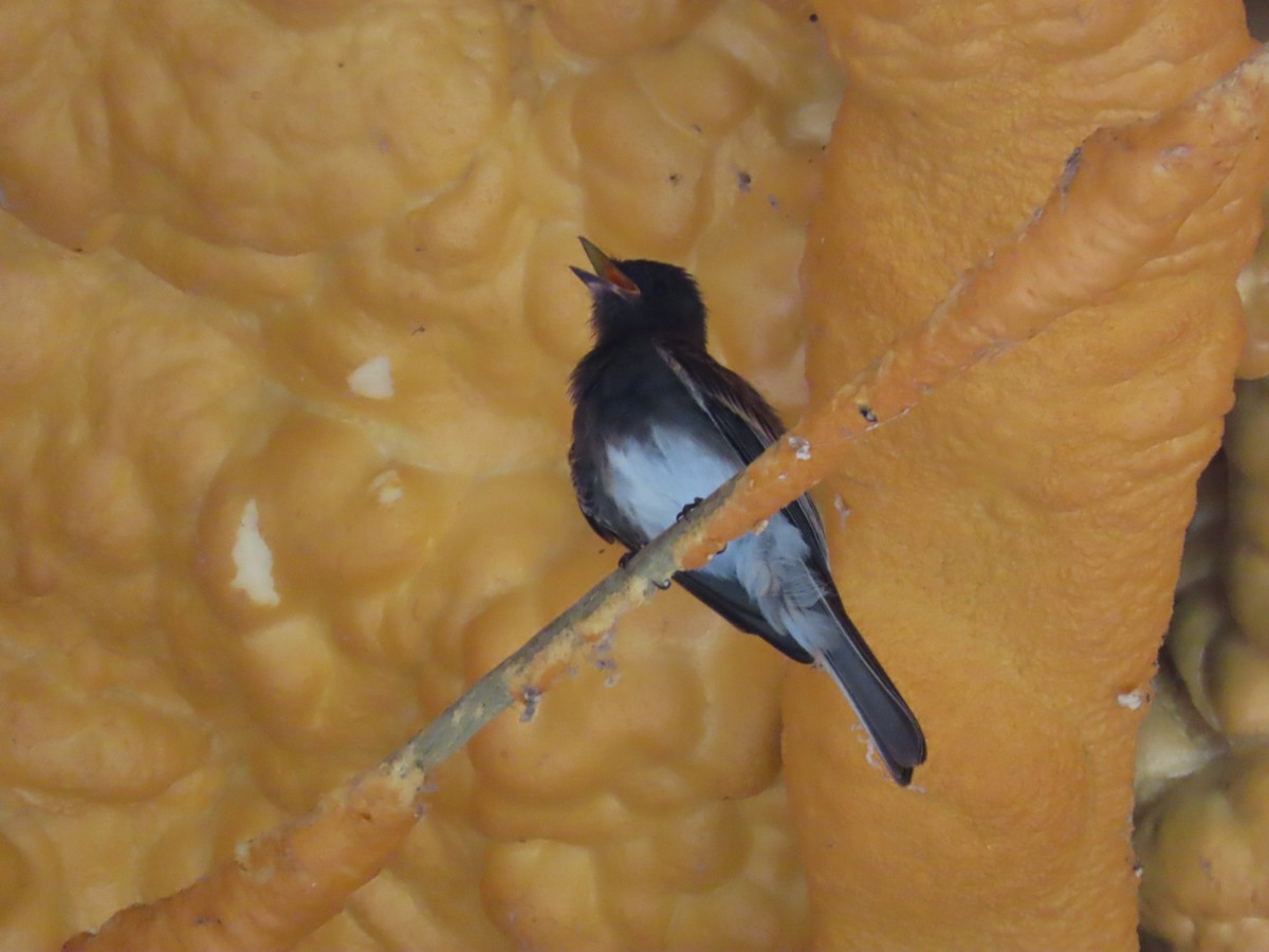 Black Phoebe - ML638955720