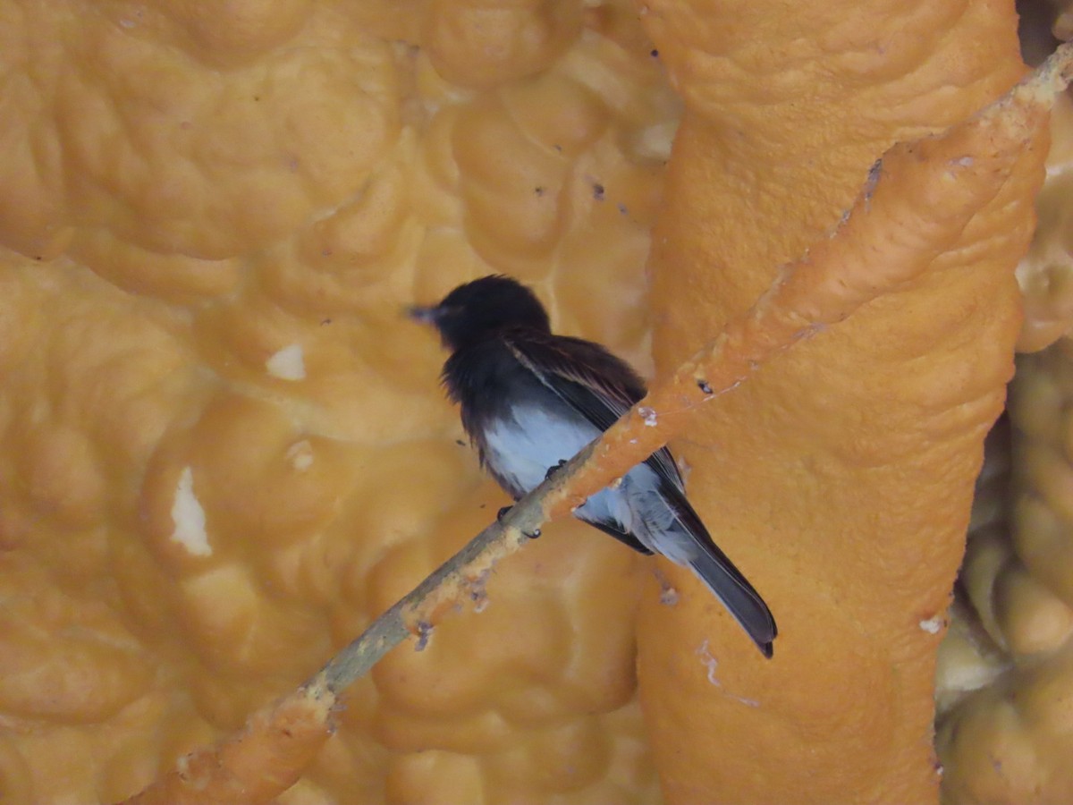 Black Phoebe - ML638955721