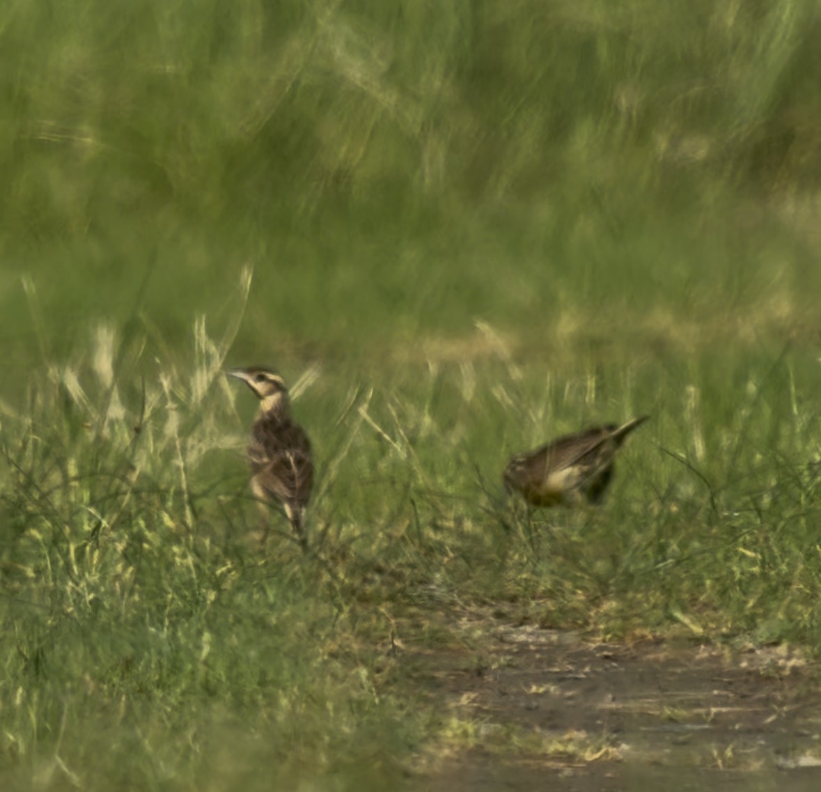 Animals - ML638955743