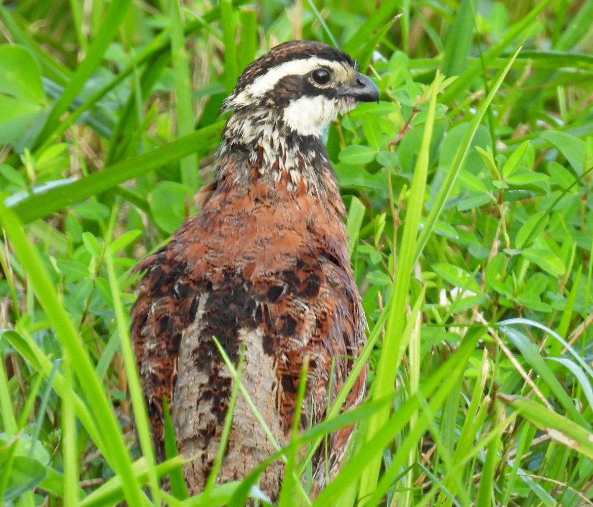 Northern Bobwhite - ML638955760