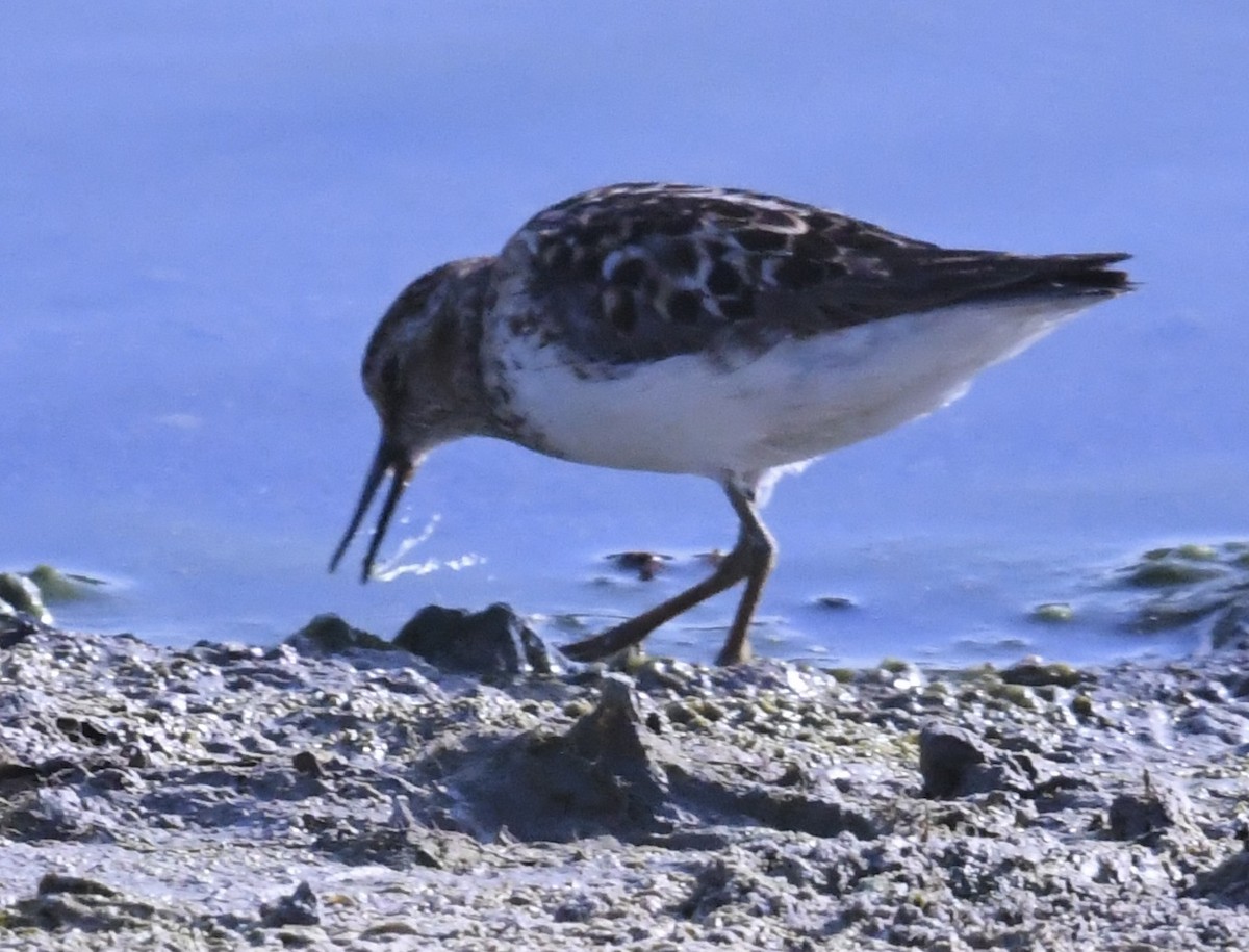 Least Sandpiper - ML638955767