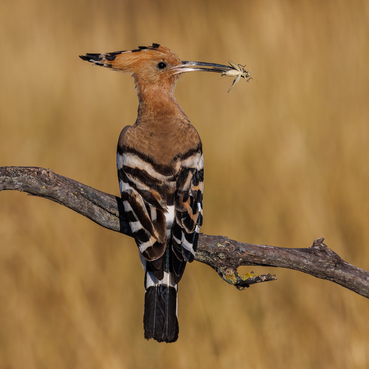 dudek chocholatý - ML638955785