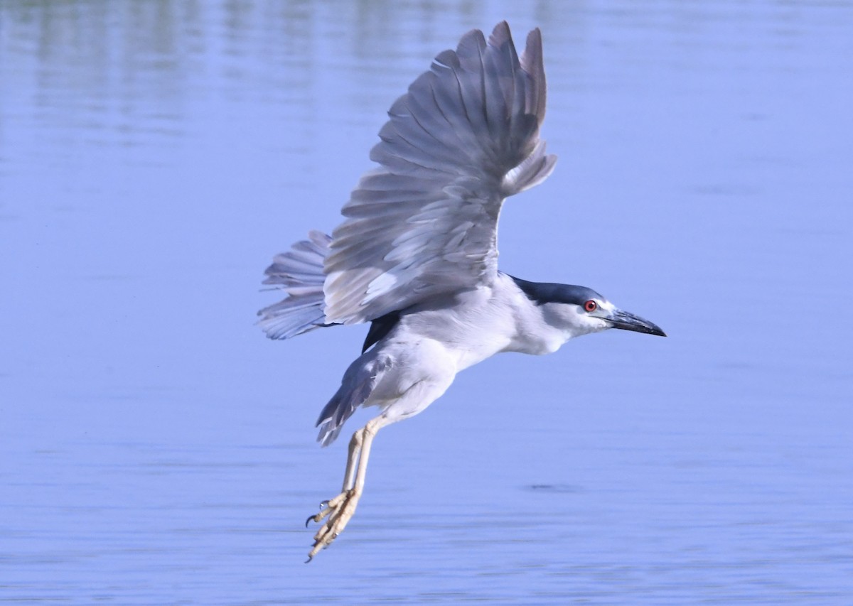 Black-crowned Night Heron - ML638955804
