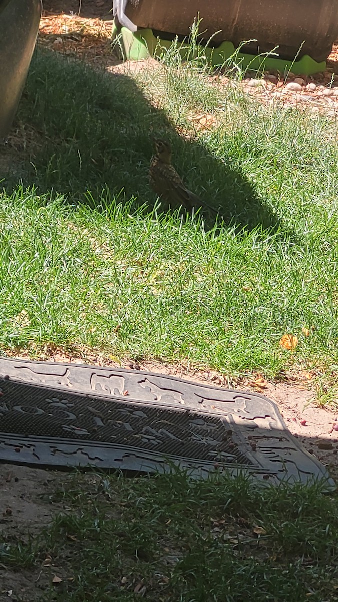 American Robin - ML638955806