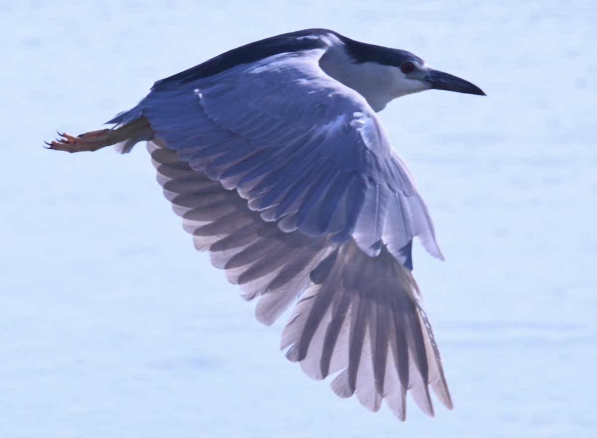 Black-crowned Night Heron - ML638955816