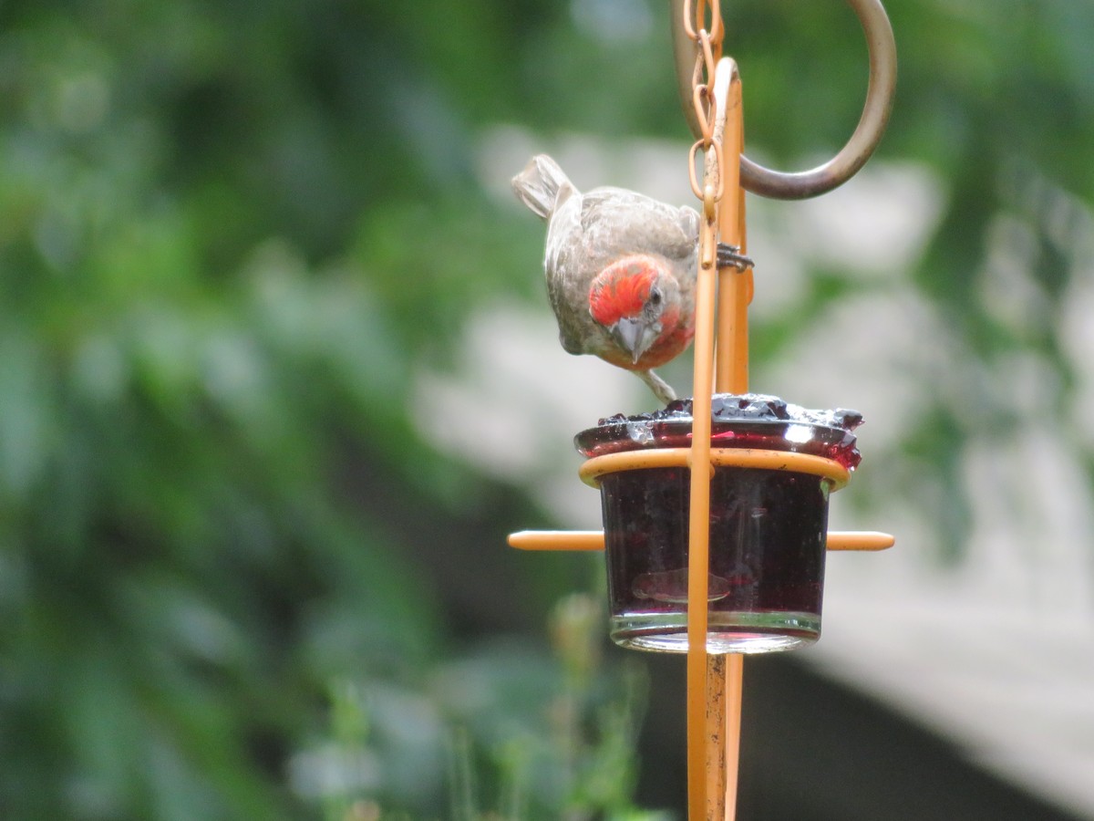 House Finch - ML638955856