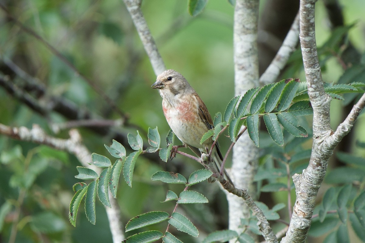 Eurasian Linnet - ML638955865